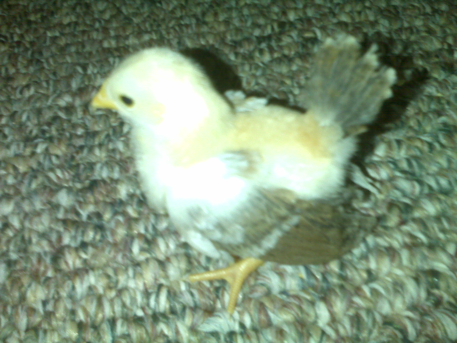 Smallest Chicken Breed in the World